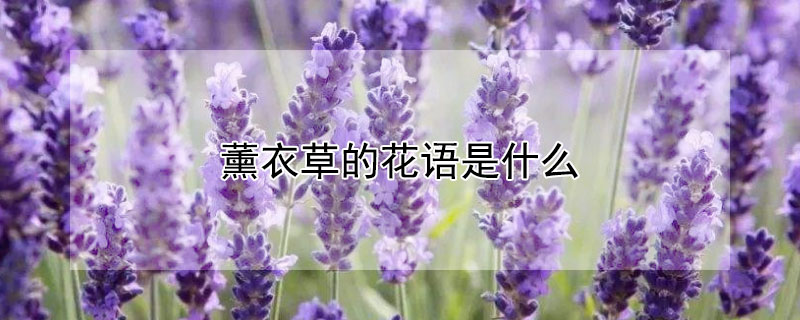 薰衣草的花语是什么