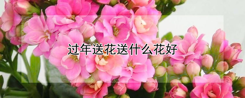 过年送花送什么花好