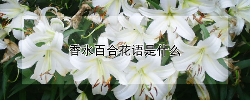 香水百合花语是什么 发财农业网