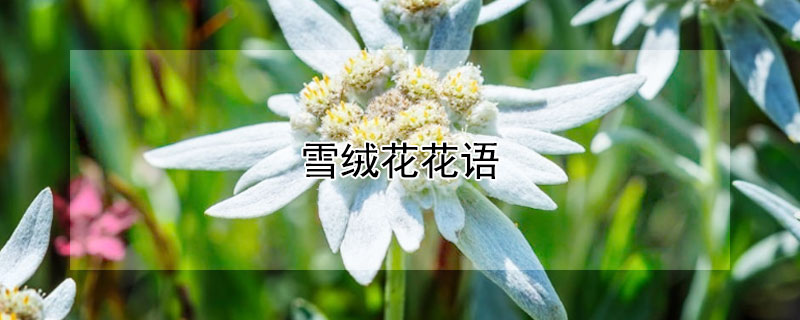 雪绒花花语