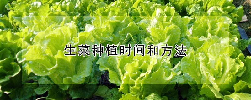 生菜种植时间和方法