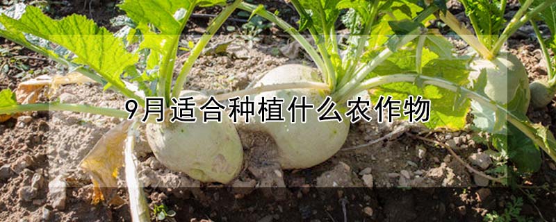 9月适合种植什么农作物