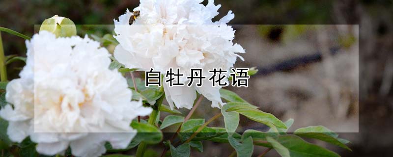 白牡丹花语 发财农业网