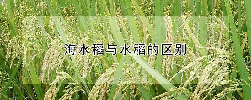 海水稻与水稻的区别