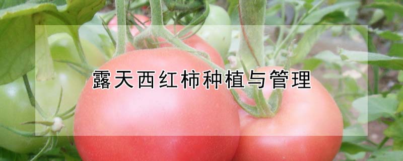 露天西红柿种植与管理
