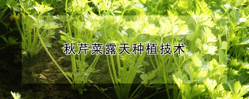 秋芹菜露天种植技术