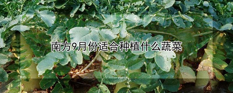 南方9月份适合种植什么蔬菜