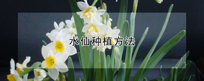 水仙种植方法