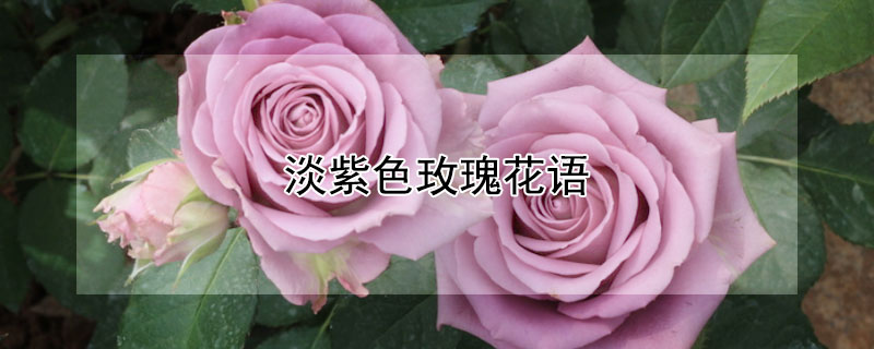 淡紫色玫瑰花语