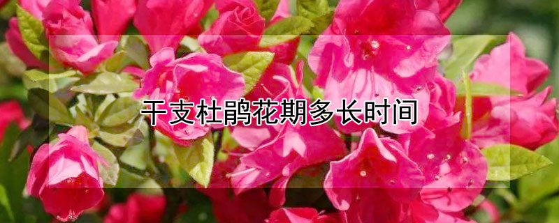 干支杜鹃花期多长时间