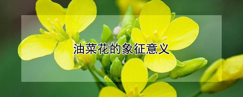 油菜花的象征意义