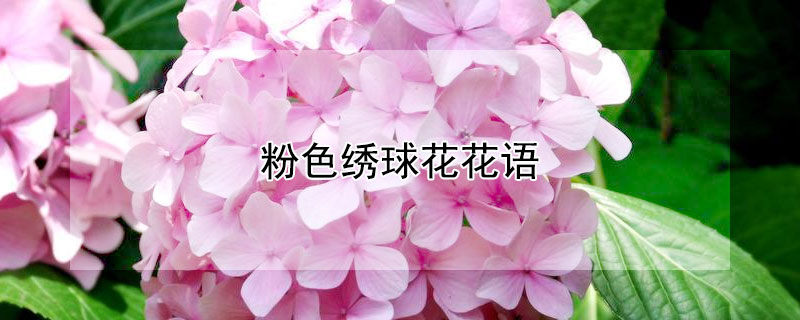 粉色绣球花花语