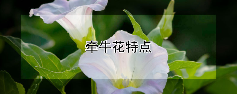 牵牛花特点