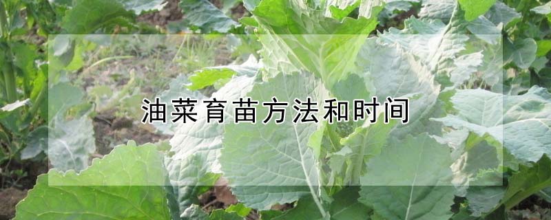 油菜育苗方法和时间