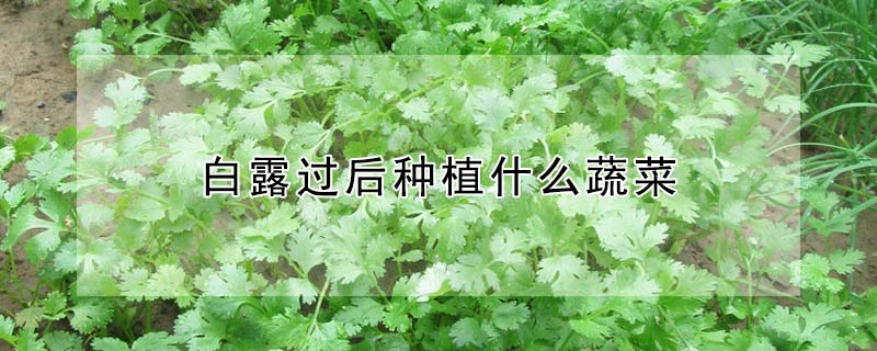 白露过后种植什么蔬菜