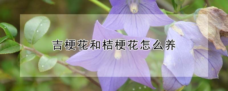 吉梗花和桔梗花怎么养