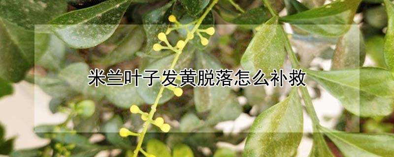 米兰叶子发黄脱落怎么补救