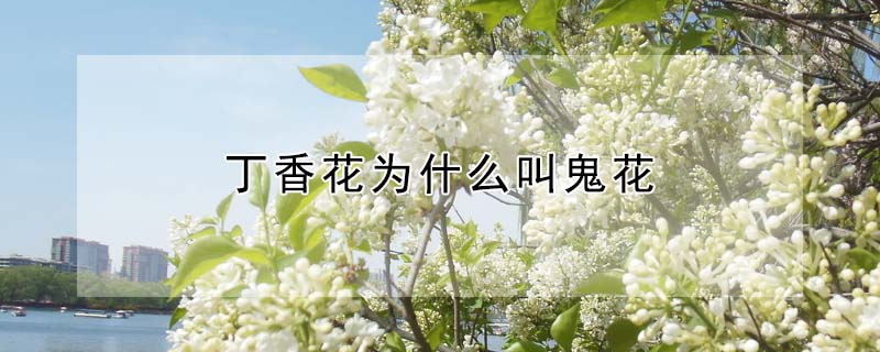 丁香花为什么叫鬼花