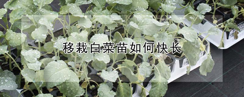 移栽白菜苗如何快长