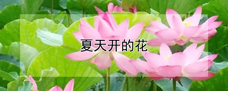 夏天开的花