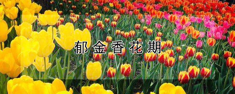 郁金香花期