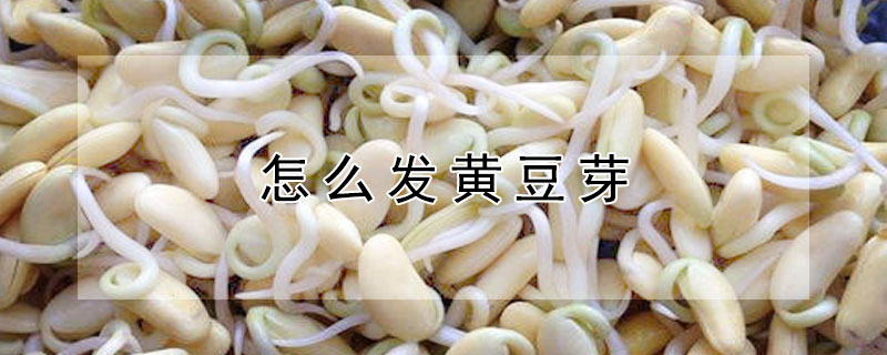 怎么发黄豆芽