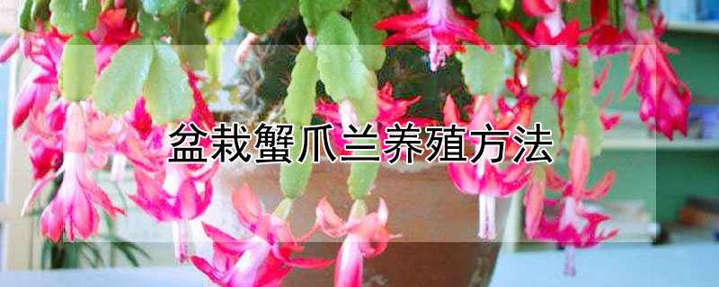 盆栽蟹爪兰养殖方法