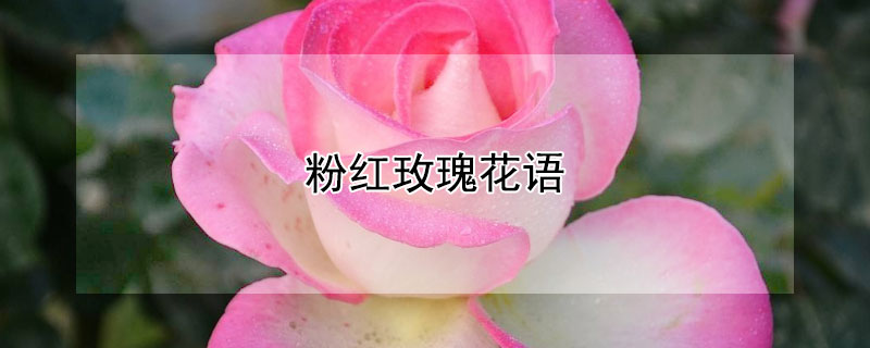 粉红玫瑰花语