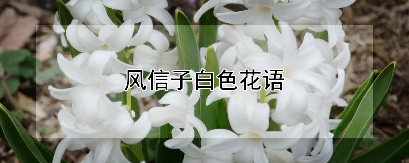 风信子白色花语