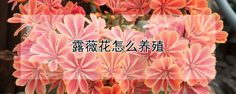 露薇花怎么养殖