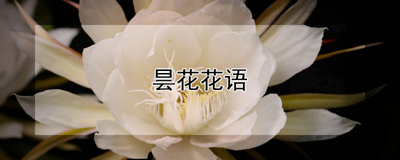 昙花花语