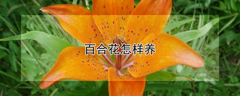 百合花怎样养