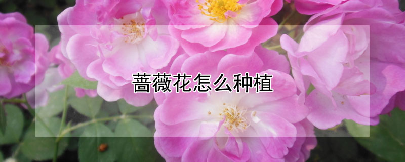 蔷薇花怎么种植