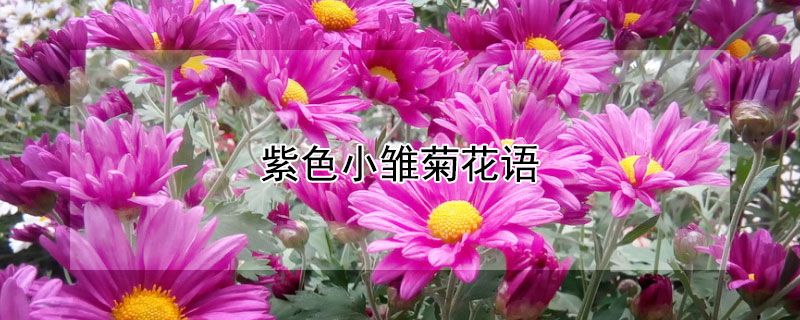 紫色小雏菊花语