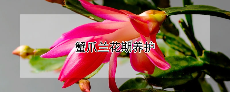 蟹爪兰花期养护