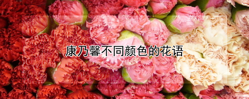 康乃馨不同颜色的花语