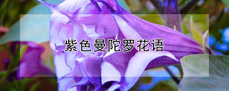 紫色曼陀罗花语