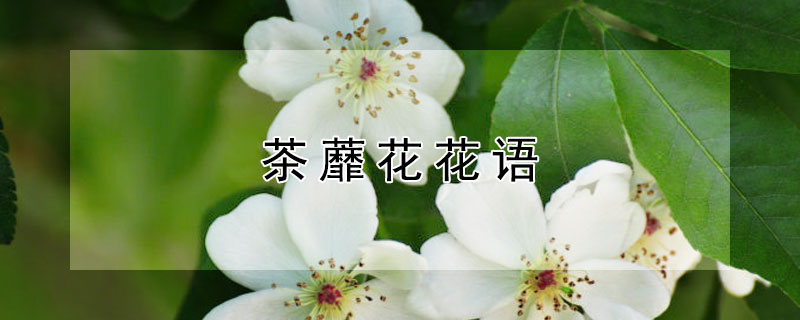 茶蘼花花语 发财农业网