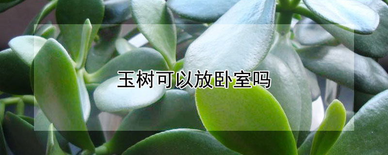 玉树可以放卧室吗