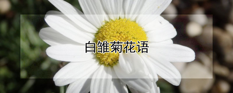 白雏菊花语