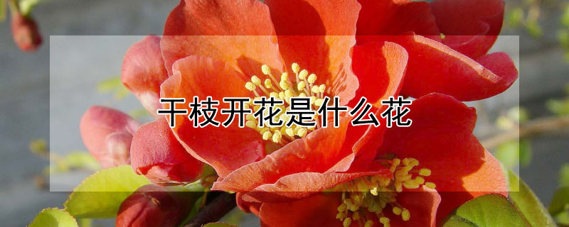 干枝开花是什么花