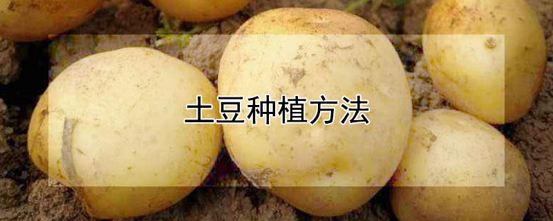 土豆种植方法