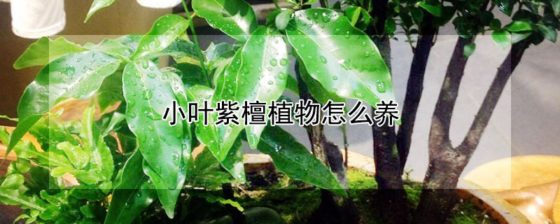 小叶紫檀植物怎么养