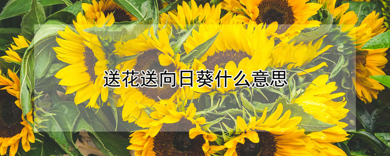 送花送向日葵什么意思