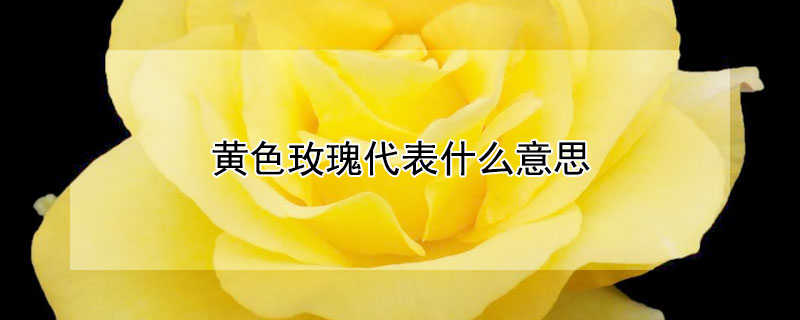 黄色玫瑰代表什么意思