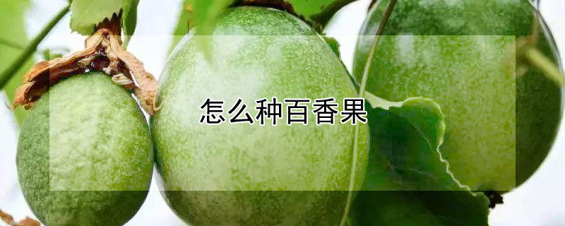 怎么种百香果