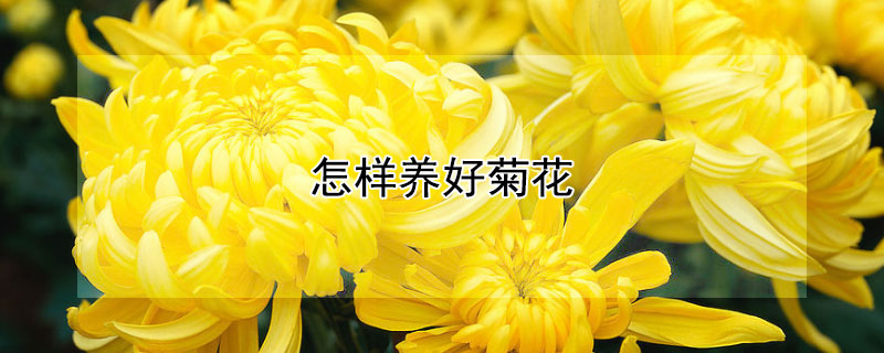 怎样养好菊花