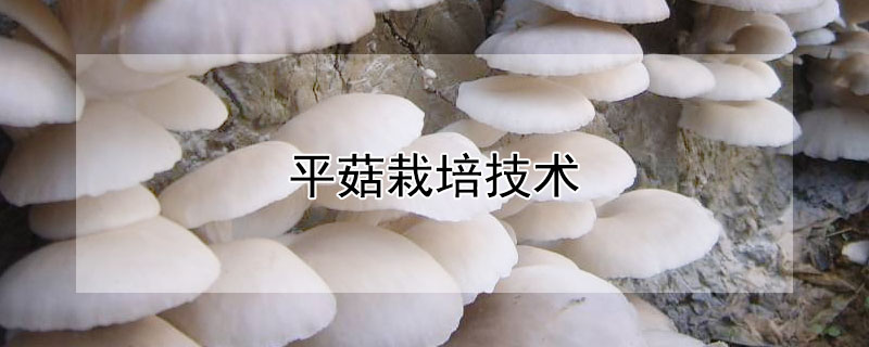 平菇栽培技术