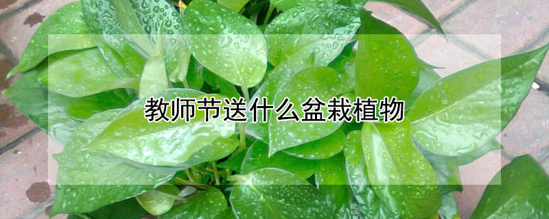 教师节送什么盆栽植物