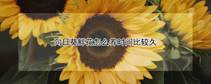 向日葵鲜花怎么养时间比较久